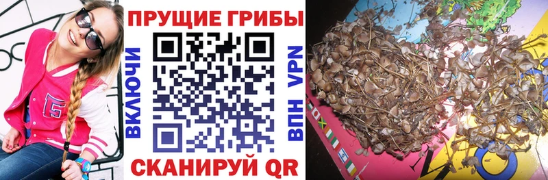 Псилоцибиновые грибы Psilocybe  Купить  Артёмовск 